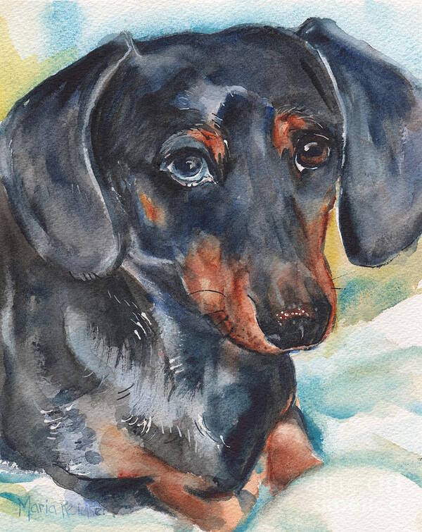 Dachshund Dog Poster featuring the painting Dachshund Portrait In Watercolor by Maria Reichert