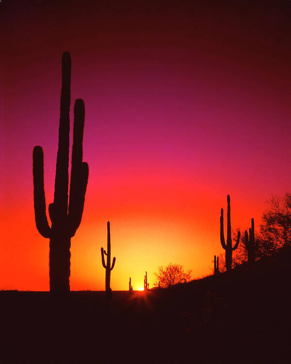 Desert-sunset-arizona-cactus Poster featuring the photograph Desert Sunset by Frank Houck