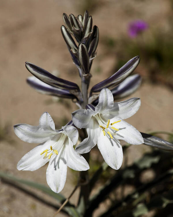 Lily Poster featuring the photograph Desert Wildflower by Kelley King