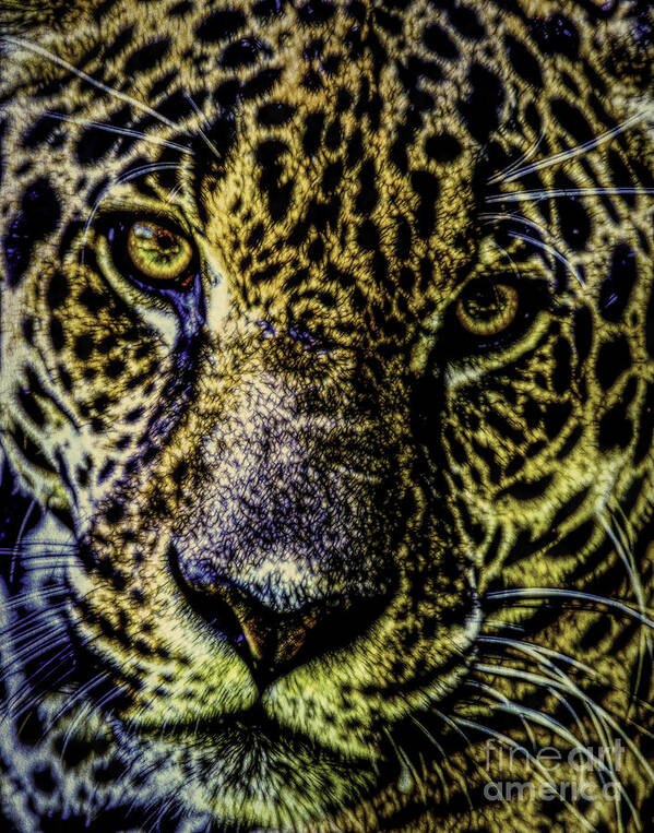 Big Cats Poster featuring the photograph Bebu by Ken Frischkorn