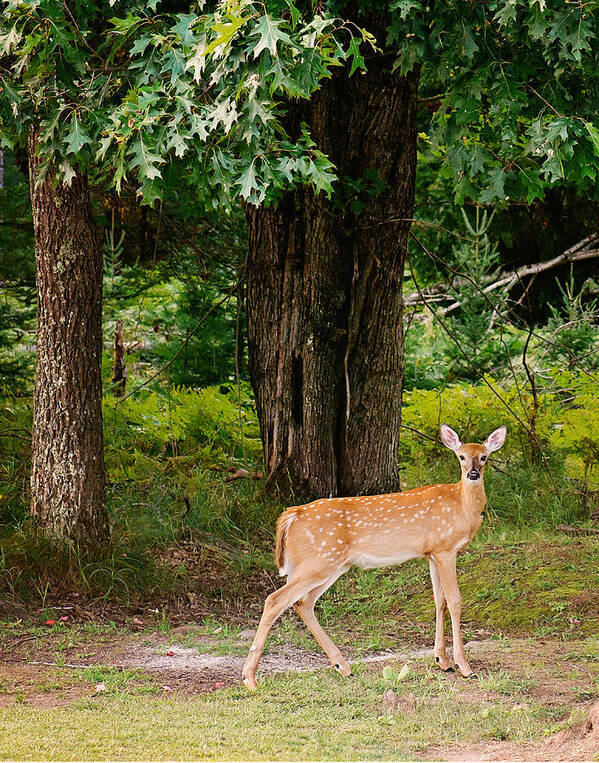 Whitetail Deer Poster featuring the photograph Fawn in the Woods Portrait by Gwen Gibson