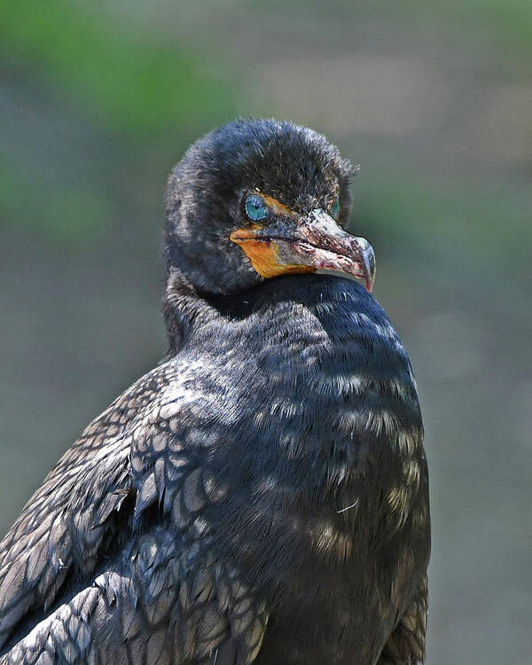 Cormorant Poster featuring the photograph Double-crested Cormorant by Ken Stampfer