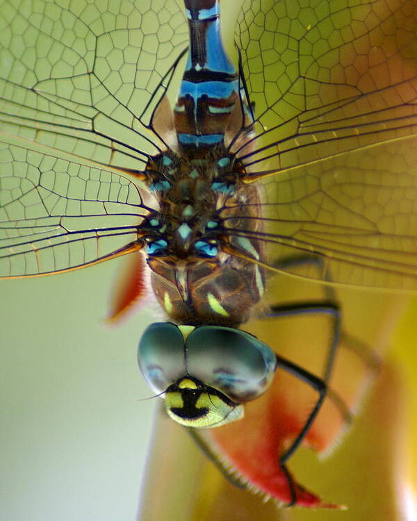 Dragonfly Poster featuring the photograph Dragonfly in Thought by Ben Upham III