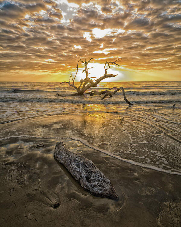 Jekyll Poster featuring the photograph Driftwood II by Ray Silva