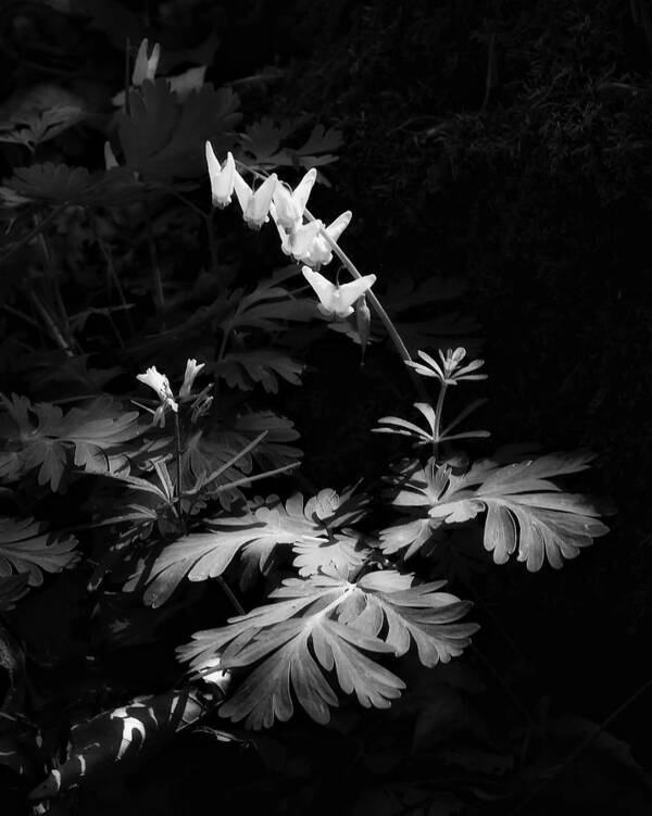 Dutchman's Breeches Poster featuring the photograph Duchman's Breeches at Smith Creek in Black and White by Michael Dougherty