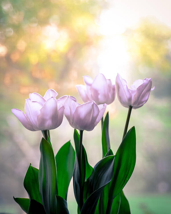 Bokeh Poster featuring the photograph Easter Tulips by Ronda Broatch