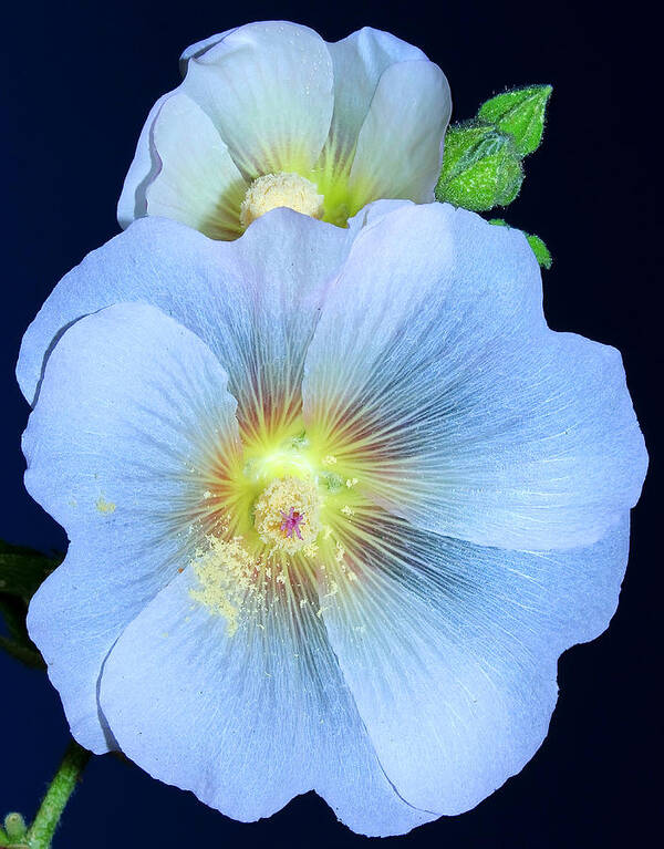 Alcea Poster featuring the photograph Evening Hollyhock by Tammy Schneider