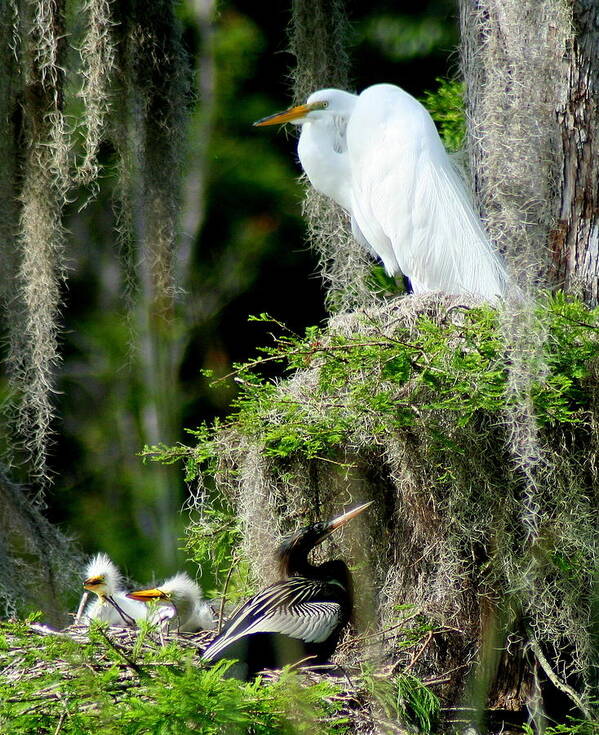 Egret Poster featuring the photograph Family and Friend by Lisa Scott