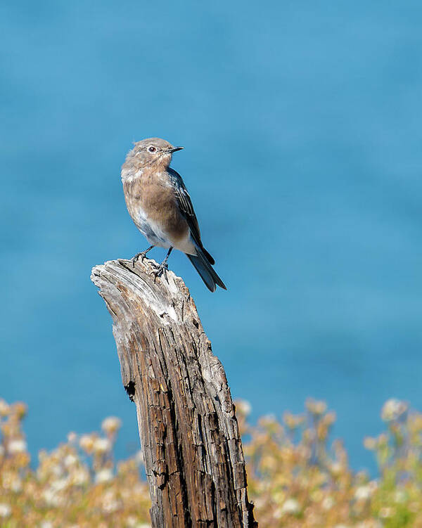 Spring Poster featuring the photograph Female Bluebird In Yellowstone by Yeates Photography