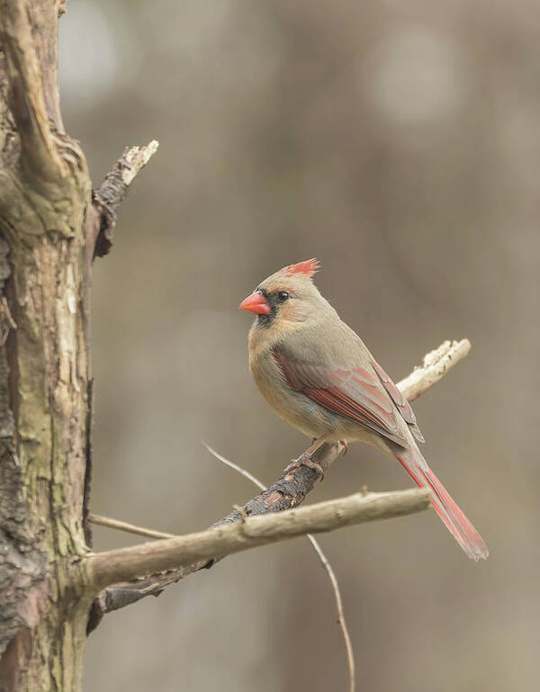 Bird Poster featuring the photograph Female Cardinal by Bruce Pritchett