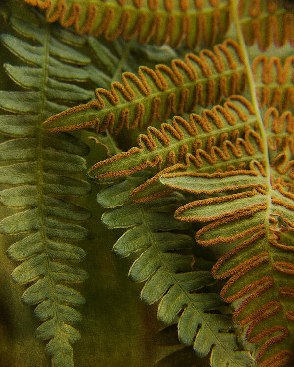 Fern Poster featuring the photograph Fern in My Garden by Bonnie Bruno