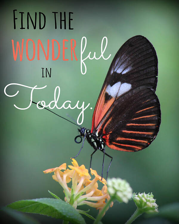 Inspiration Poster featuring the photograph Find the Wonderful by Teresa Wilson