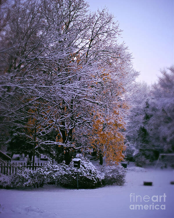 Gold Leaves Poster featuring the photograph First Snow After Autumn by Frank J Casella