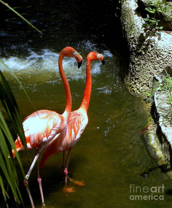 Flamingo Poster featuring the photograph Flamingo Pair by Terri Mills