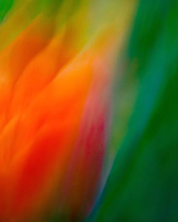 Tulip Poster featuring the photograph Flow by Neil Shapiro