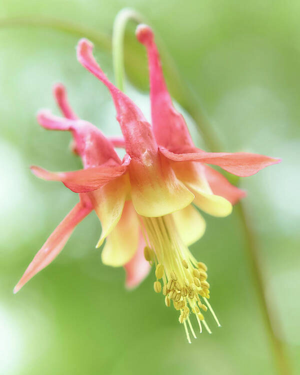 Columbine Poster featuring the photograph Flower of Columbine,  Aquilegia by Jim Hughes