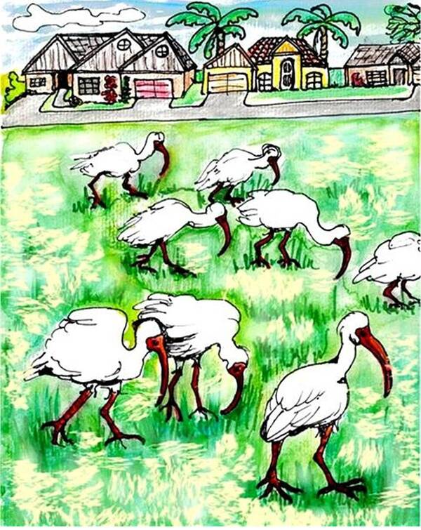 Ibis Poster featuring the drawing Foraging ibis by Carol Allen Anfinsen
