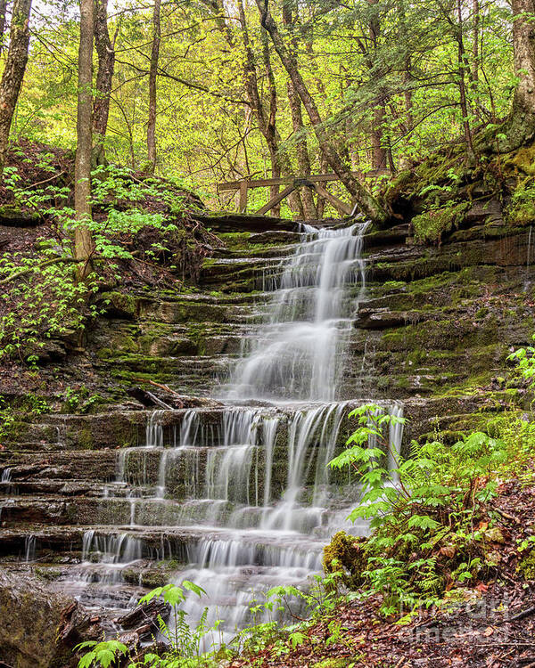 Waterfall Poster featuring the photograph Forest Cascade by Rod Best