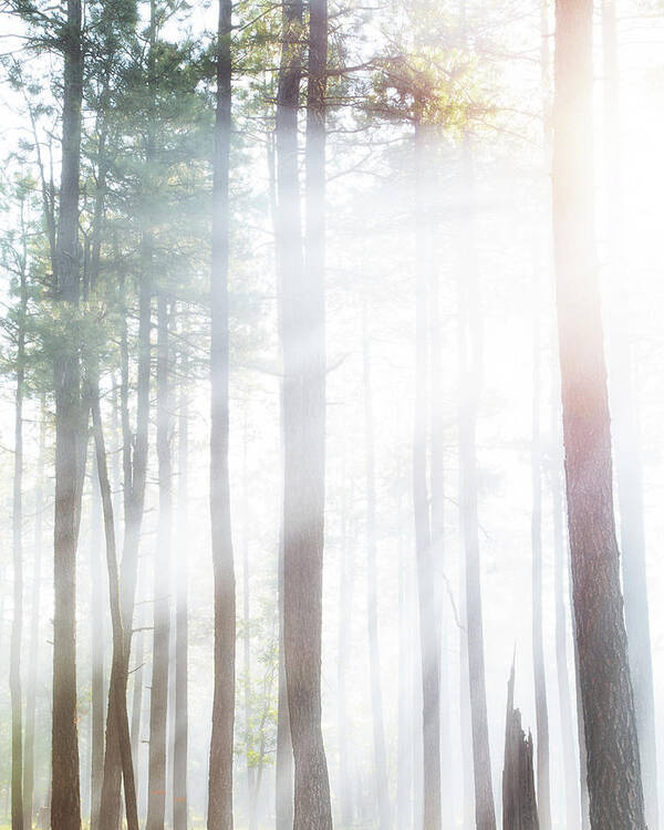 Beam Poster featuring the photograph Forest Trees in Dense Fog With Sunlight by Good Focused