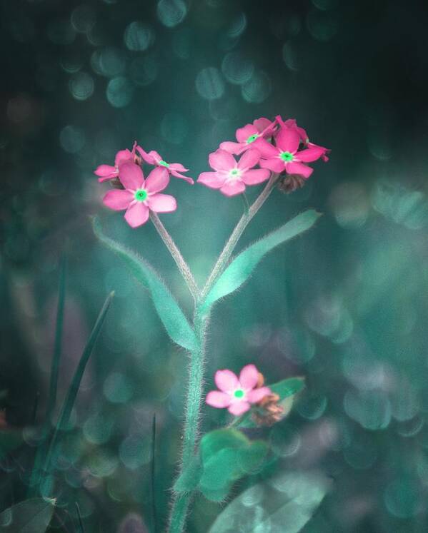  Poster featuring the photograph Forget Me Not Pink by Joan Han