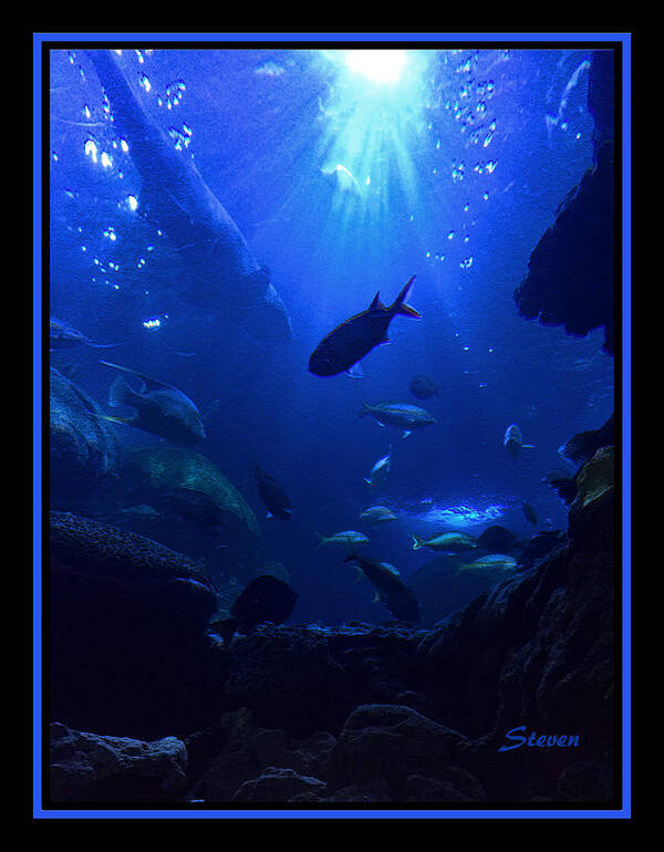 Fish Poster featuring the photograph Getting Along by Steven Lebron Langston