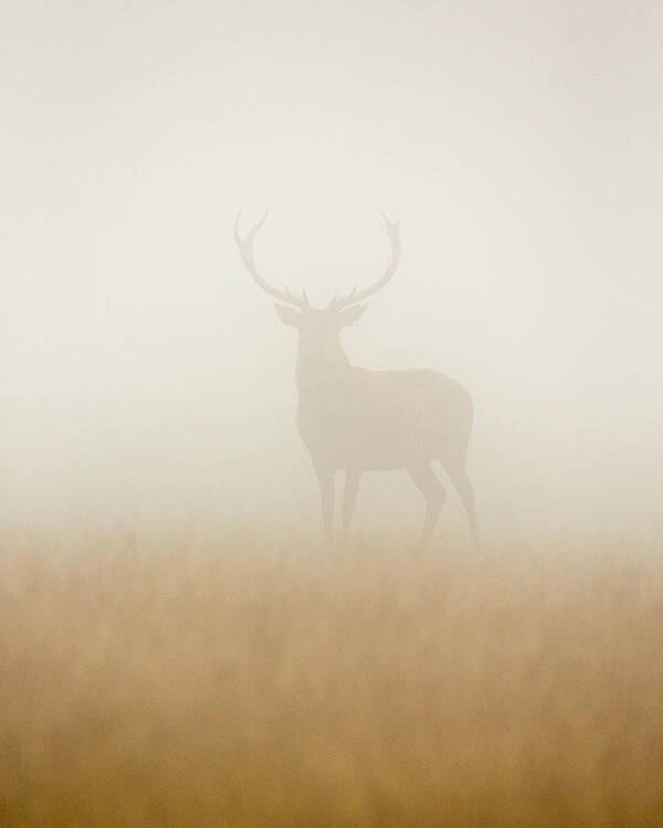 #faatoppicks Poster featuring the photograph Ghost Stag by Stuart Harling