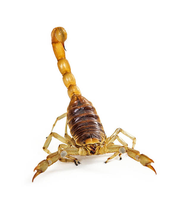 Animal Poster featuring the photograph Giant Desert Hairy Scorpion Looking Into Camera by Good Focused
