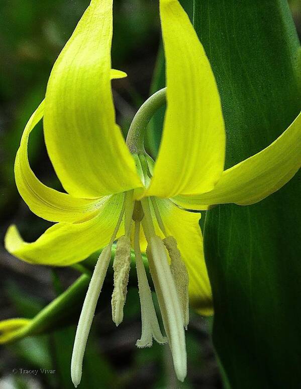 Glacier Lily Poster featuring the photograph Glacier Lily by Tracey Vivar