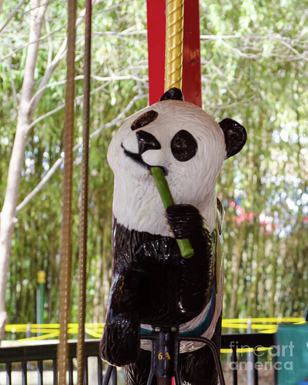 Panda Poster featuring the photograph Go Round And Round by Donna Brown