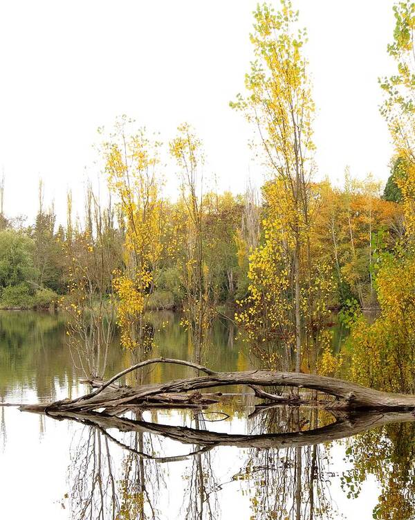 Autumn Pond Reflections Poster featuring the photograph Golden Days by I'ina Van Lawick