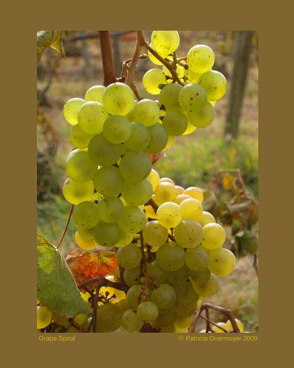 Grapes Poster featuring the photograph Grape Spiral by Patricia Overmoyer