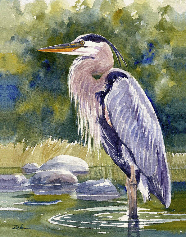 Great Blue Heron Poster featuring the painting Great Blue Heron in a Stream by Janet Zeh