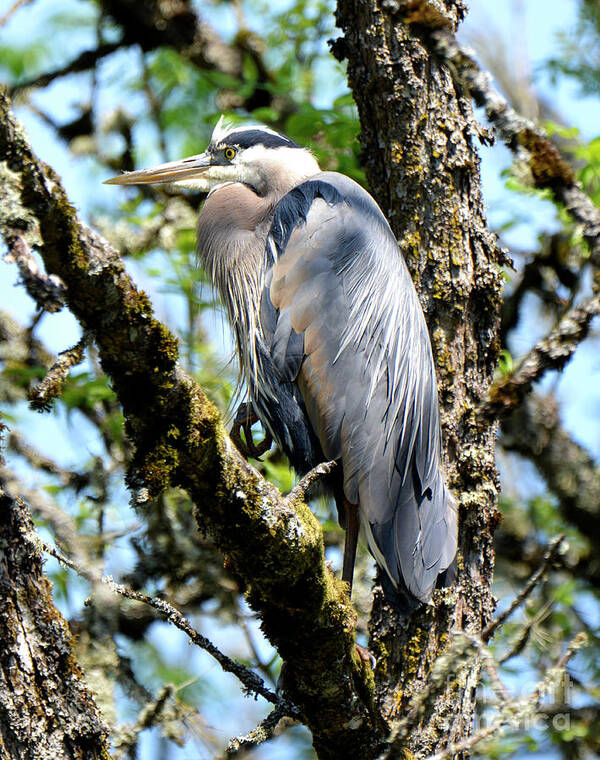 Denise Bruchman Poster featuring the photograph Great Blue Heron in a Tree by Denise Bruchman