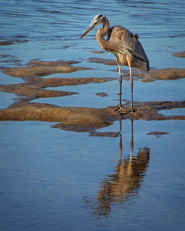 Bird Poster featuring the photograph Great Blue Heron Reflected at Low Tide by Mitch Spence