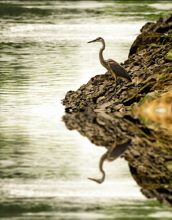 Great Blue Heron Poster featuring the photograph Great Blue Heron by Sam Rino