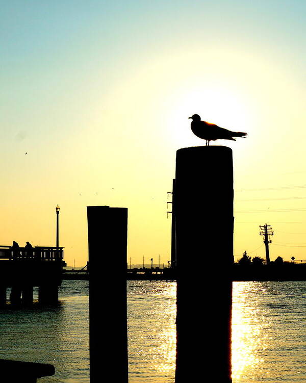 Seascape Poster featuring the photograph Gull at Sunset Eastern Shore St Michaels MD by Katy Hawk