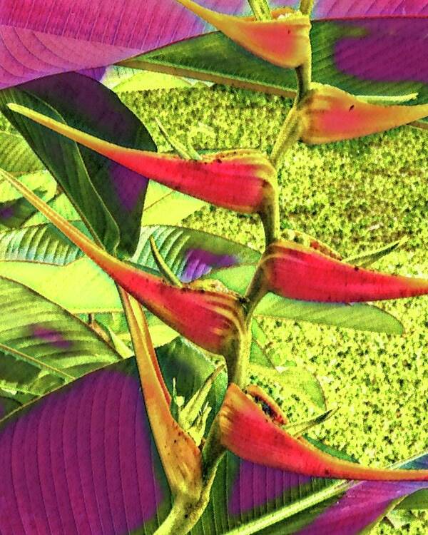 #flowersofaloha #flowers # Flowerpower #aloha #hawaii #aloha #puna #pahoa #thebigisland #halyconiabirdmagenta Poster featuring the photograph Halyconia Bird Magenta by Joalene Young