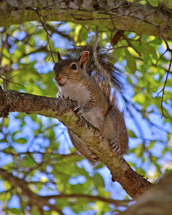 Squirrel Poster featuring the photograph Happy by Adele Moscaritolo