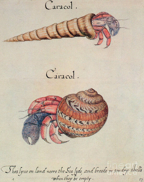Hermit Crab Poster featuring the painting Hermit Crab by John White
