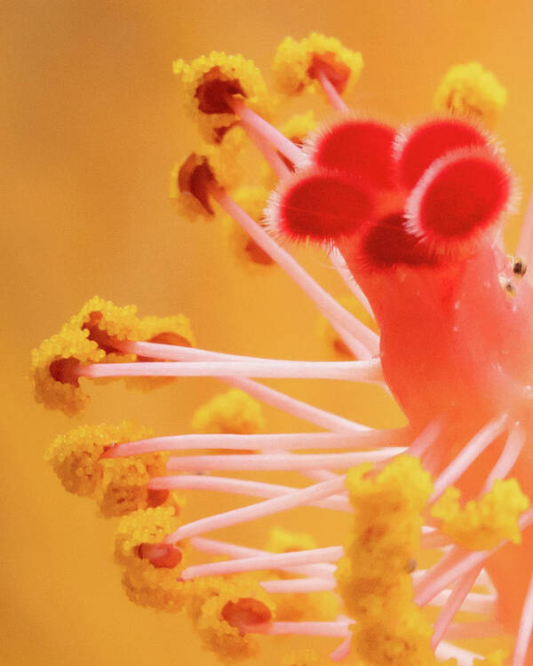 Closeups Poster featuring the photograph Hibiscus-2 by David Coblitz