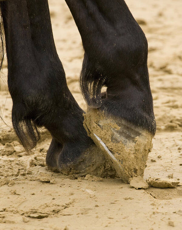 Animal Poster featuring the photograph Horses feet by Ian Middleton