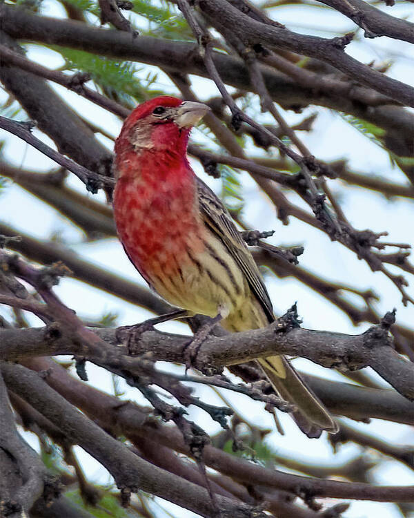 House Poster featuring the photograph House Finch v1809 by Mark Myhaver