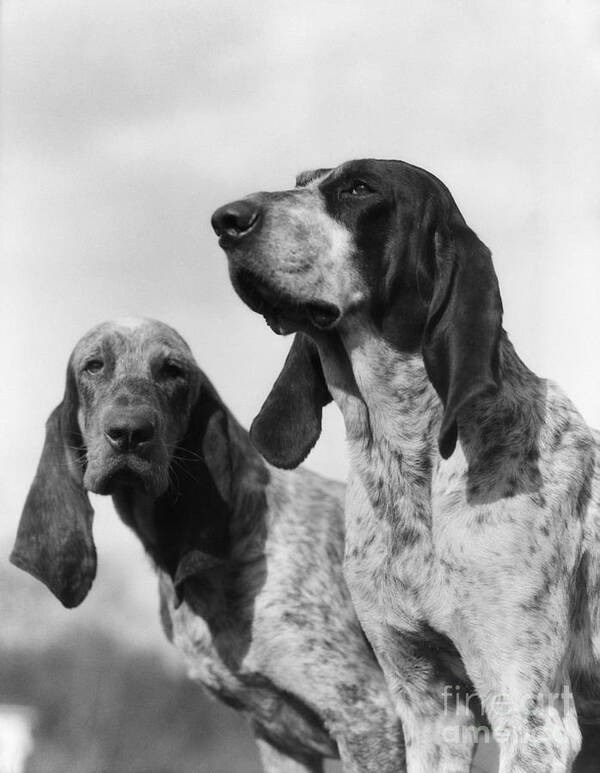 1930s Poster featuring the photograph Hunting Dogs, C.1930s by H. Armstrong Roberts/ClassicStock