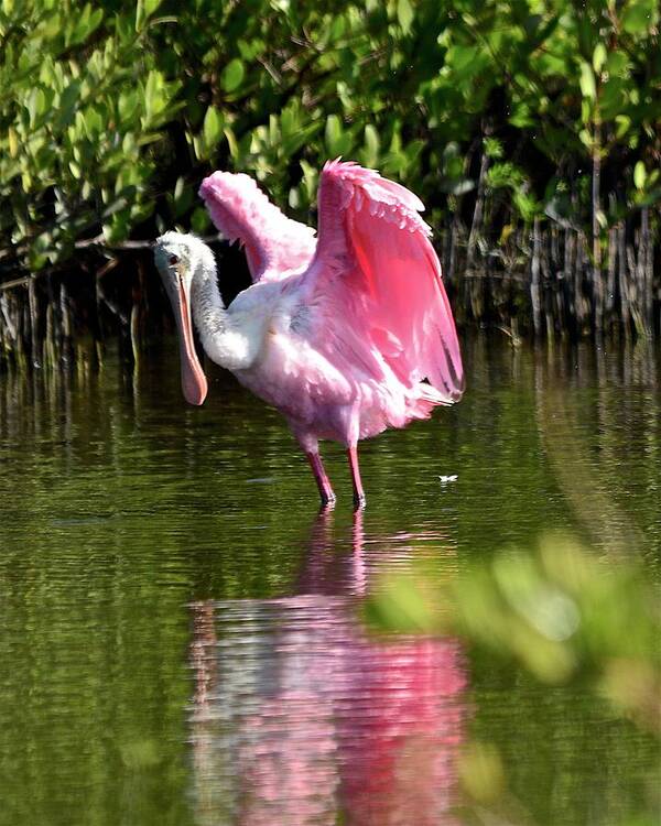 Spoonbill Poster featuring the photograph I Believe I Can Fly by Carol Bradley