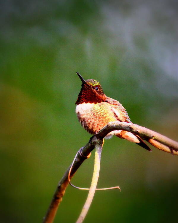 Ruby-throated Hummingbird Poster featuring the photograph IMG_6138-001 - Ruby-throated Hummingbird by Travis Truelove