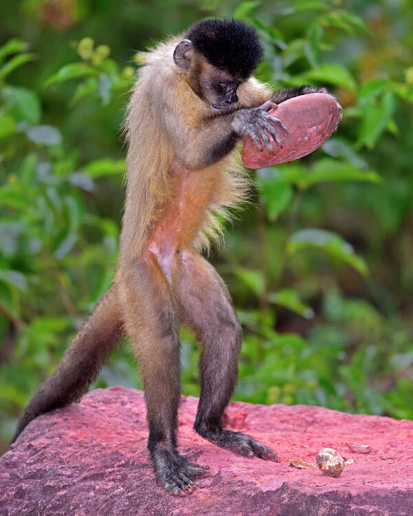 Tufted Capuchin Poster featuring the photograph In the Kitchen by Tony Beck