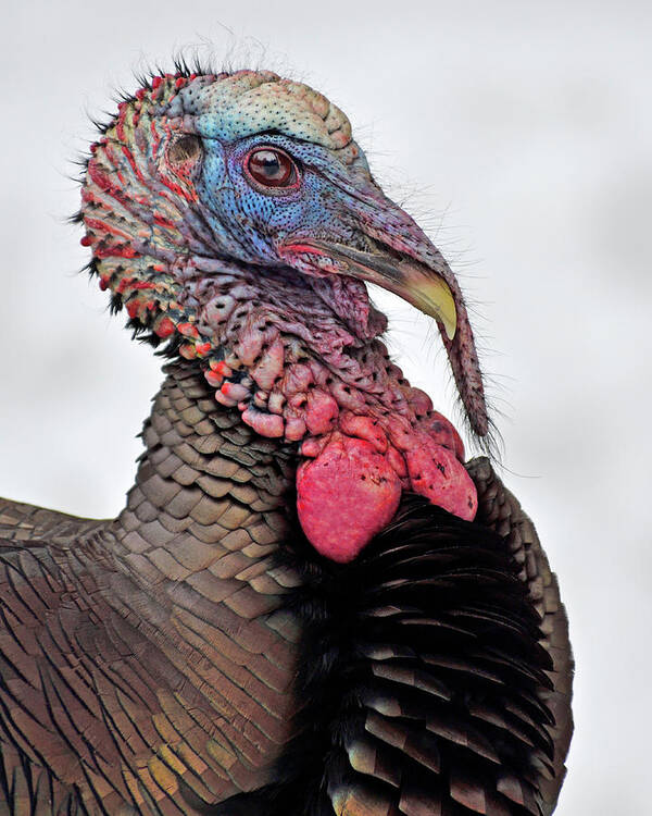 An Adult Male Wild Turkey Portrait - Parc Omega Poster featuring the photograph In The Mood by Tony Beck