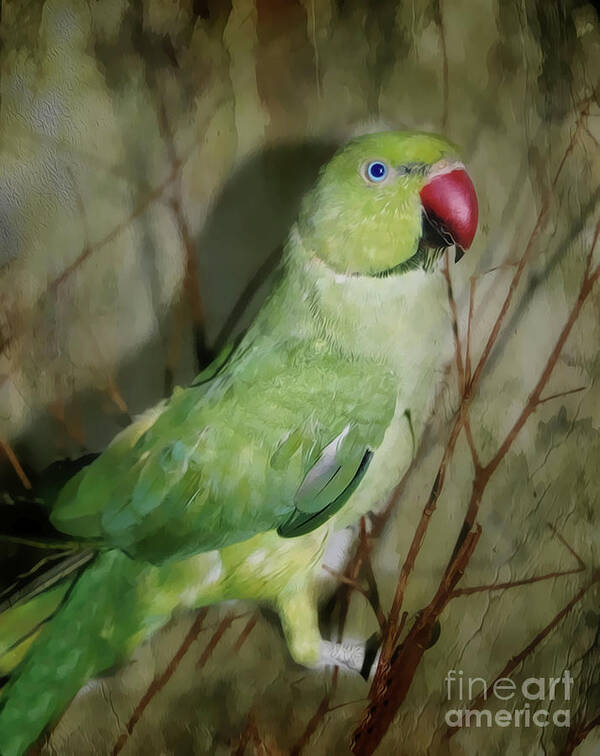 Parrot Poster featuring the photograph Indian Ringneck Parrot by Judy Palkimas