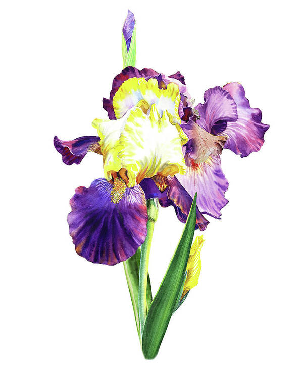 Iris Poster featuring the painting Iris Flowers Watercolor by Irina Sztukowski