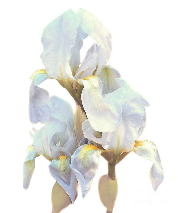 Fine Art Photo Poster featuring the photograph Iris on White by Ken Frischkorn